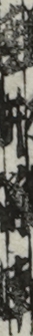 枩井新車
