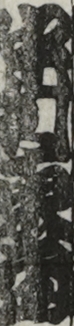 中村東蔵