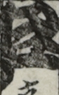 江戸