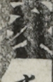江戸