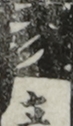 江戸