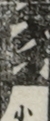 江戸