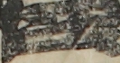 江戸