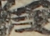 江戸