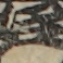 江戸