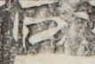 江戸