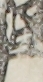 江戸