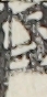江戸