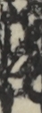 江戸