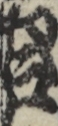江戸