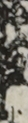 江戸