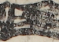 江戸