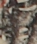 江戸
