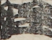 江戸