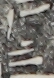 江戸