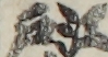 江戸