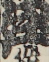 江戸