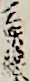 三味線