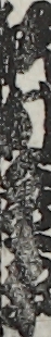 沢村金平