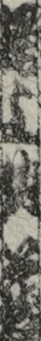 尾上仙蔵
