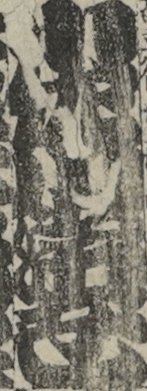 小佐川常世 小佐川常世
