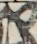 江