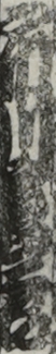 市川靏三郎