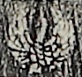 紋