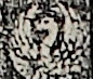 紋