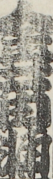 金井由輔