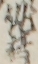 作者