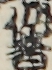 作者