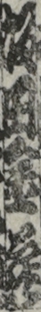 坂田金蔵
