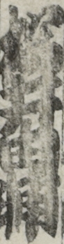 松井由輔