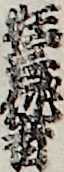狂言作者