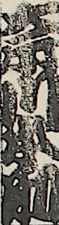 奈川本助