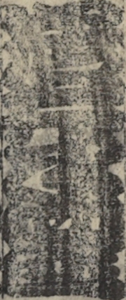 岩井半四郎 岩井半四郎