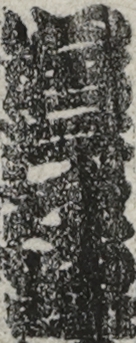 岩井半四郎 岩井半四郎