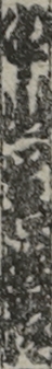中山岩治郎