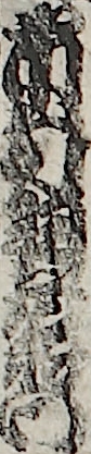市村羽左衛門