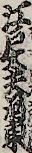 江戸太夫河東 江戸太夫河東