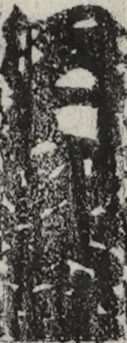 沢村四郎五郎