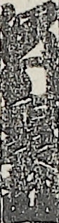 沢村四郎五郎