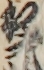 板元