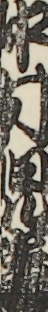 中村児雀