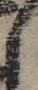 U+3057_ni10-00101_005_ID0028_X3899_Y0772.jpg