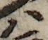 U+30CF_i14-00002-842_067_ID0241_X2610_Y2650.jpg