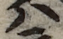 U+30CF_i14-00002-842_067_ID0335_X1827_Y1780.jpg