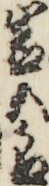 岩五郎