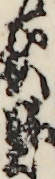 萩野